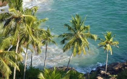 végétation luxuriante de la Martinique