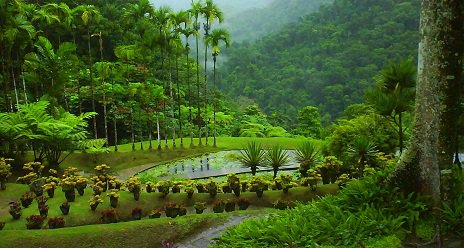 jardin de balata