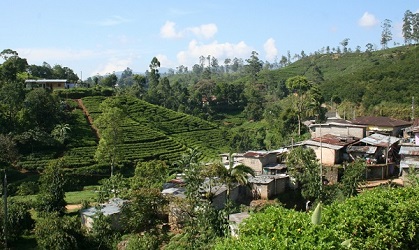 égétation luxuriante de Madagascar